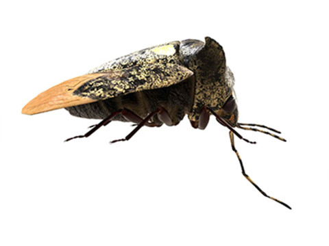 Alcimocoris japonensis bug Modelo 3D