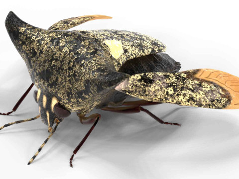 Alcimocoris japonensis bug Model 3D