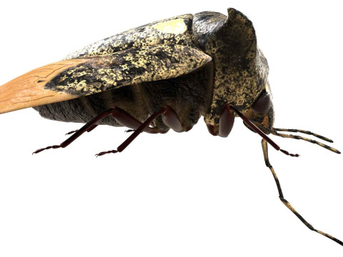 Alcimocoris japonensis bug Model 3D
