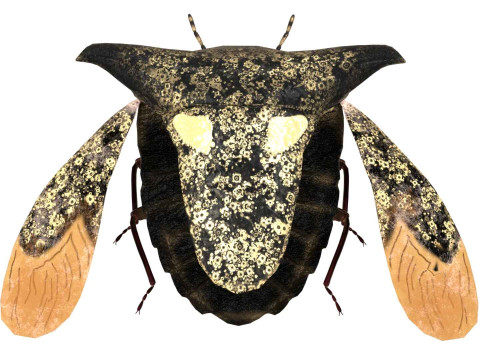 Alcimocoris japonensis bug Model 3D