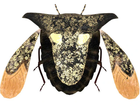 Alcimocoris japonensis bug 3D Model