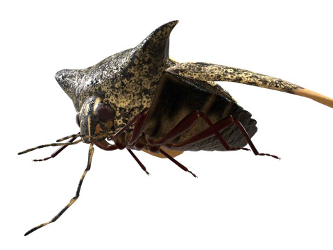 Alcimocoris japonensis bug Model 3D