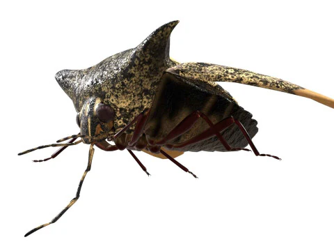Alcimocoris japonensis bug 3D Model