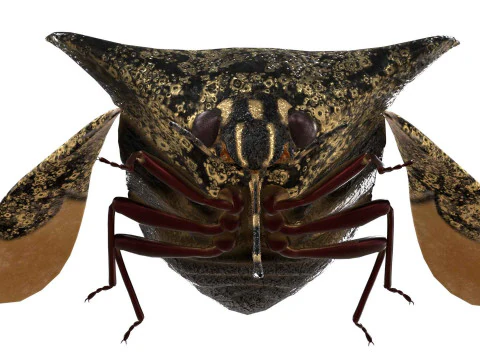 Alcimocoris japonensis bug 3D Model