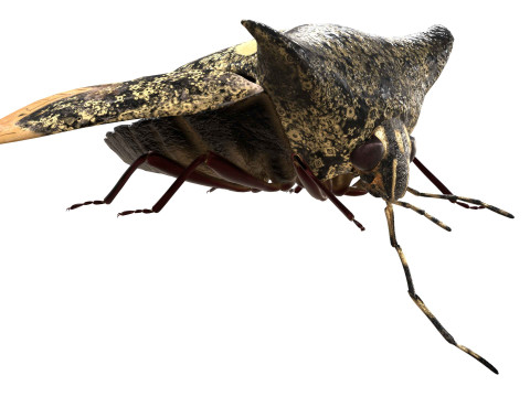 Alcimocoris japonensis bug Model 3D