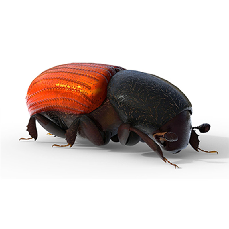 Almond bark beetle Model 3D .c4d .max .obj .3ds .fbx .stl .blend 