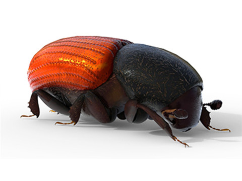 Almond bark beetle 3Dモデル