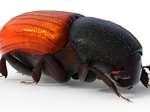 Almond bark beetle Model 3D