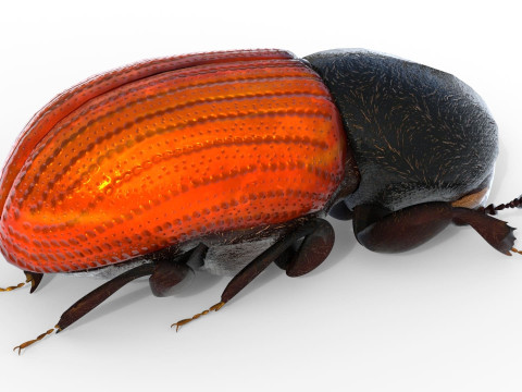 Almond bark beetle Model 3D