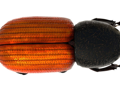 Almond bark beetle Model 3D