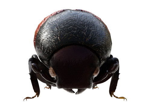 Almond bark beetle Model 3D