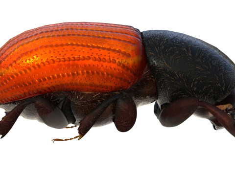 Almond bark beetle Model 3D