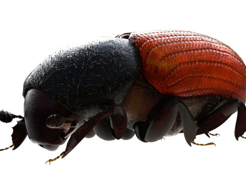 Almond bark beetle Model 3D