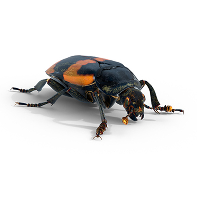 American burying beetle 3D 模型 .c4d .max .obj .3ds .fbx .stl .blend 