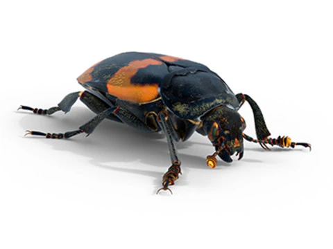 अमेरिकी दफनाने वाली बीटल 3D मॉडल