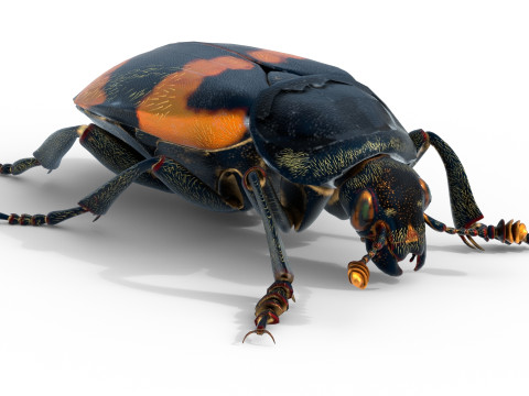 American burying beetle 3D 模型