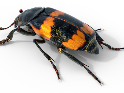 American burying beetle 3D 模型