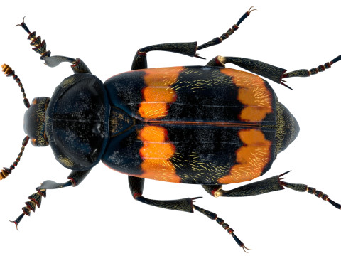 American burying beetle 3D 模型
