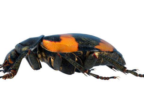 American burying beetle 3D 模型
