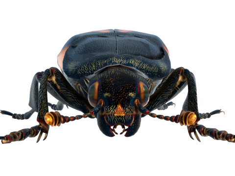 American burying beetle 3D 模型