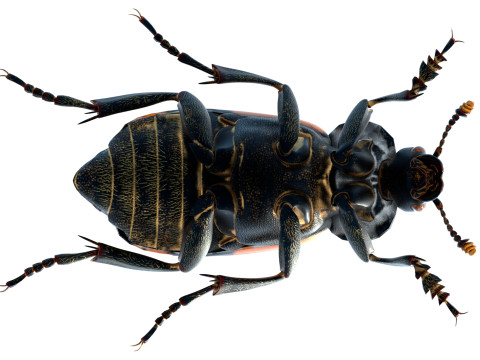 American burying beetle 3D 模型