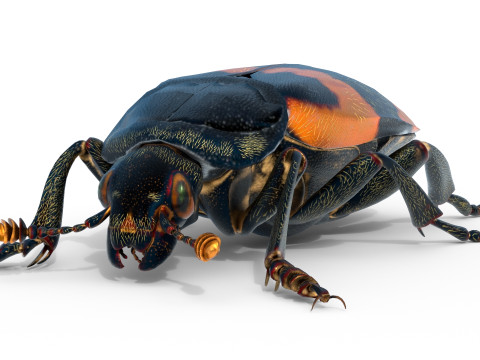 American burying beetle 3D 模型