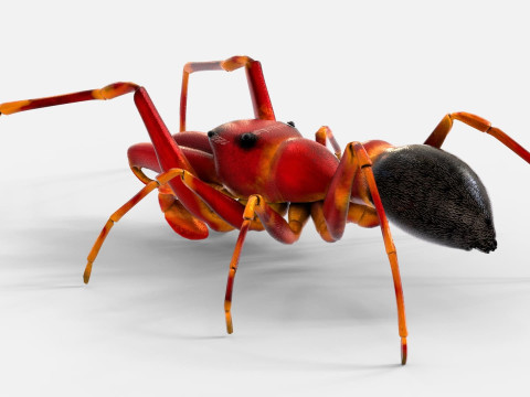 Antmimicking Spider Modello 3D