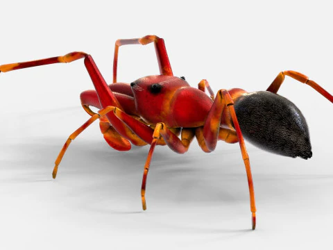 Antmimicking Spider 3D Model