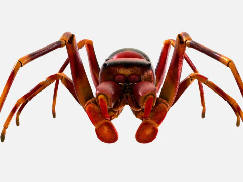 Antmimicking Spider 3D Model