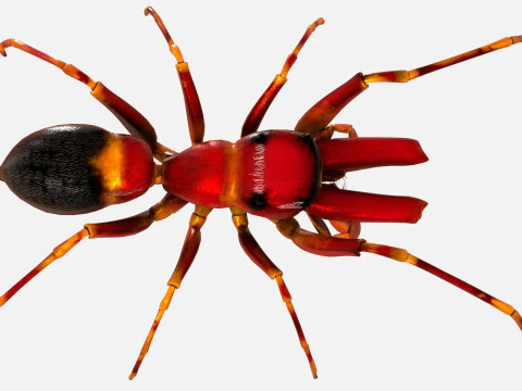 Antmimicking Spider 3D Model