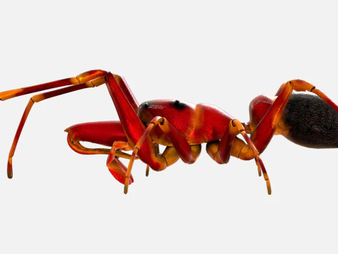 Antmimicking Spider 3D Model