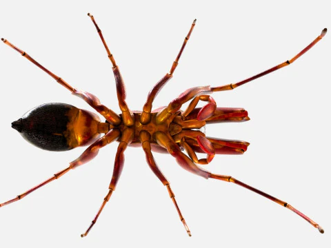 Antmimicking Spider 3D Model