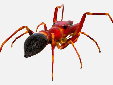 Antmimicking Spider 3D Model