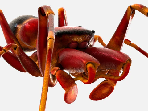 Antmimicking Spider 3D Model
