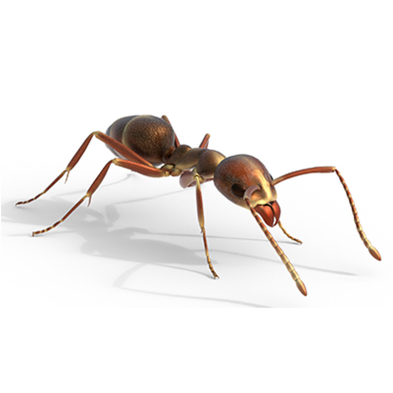 Argentine ant Linepithema humile 3D Model .c4d .max .obj .3ds .fbx .stl .blend 