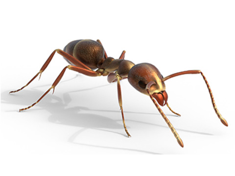 Argentine ant Linepithema humile Model 3D