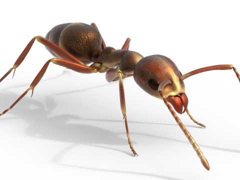 Argentine ant Linepithema humile 3D Model