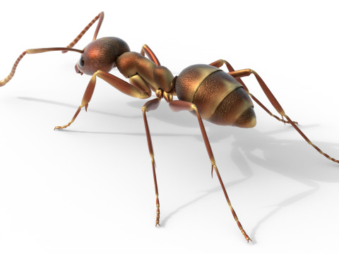Argentine ant Linepithema humile 3D Model