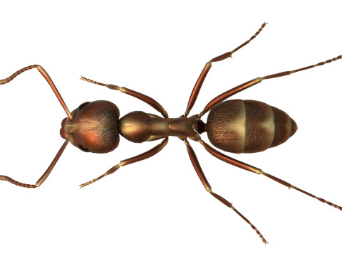 Argentine ant Linepithema humile 3D Model