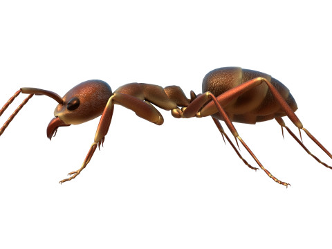 Argentine ant Linepithema humile 3D Model