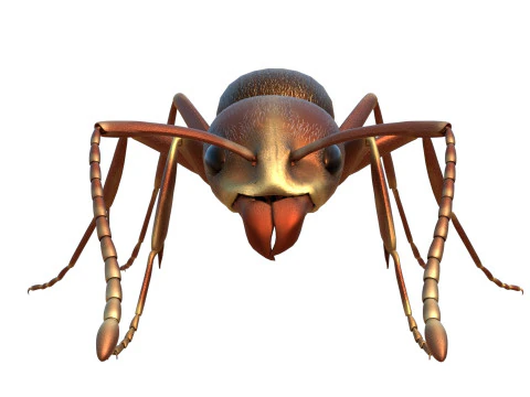 Argentine ant Linepithema humile 3D Model