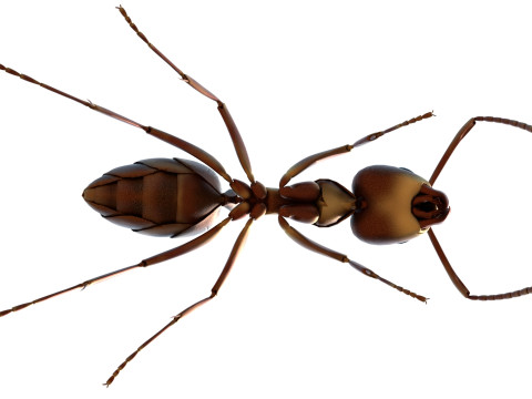 Argentine ant Linepithema humile 3D Model