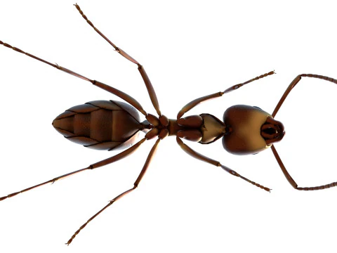 Argentine ant Linepithema humile 3D Model