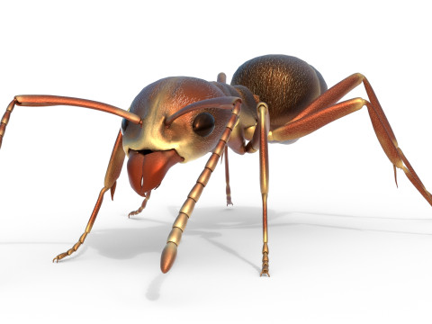 Argentine ant Linepithema humile 3D Model