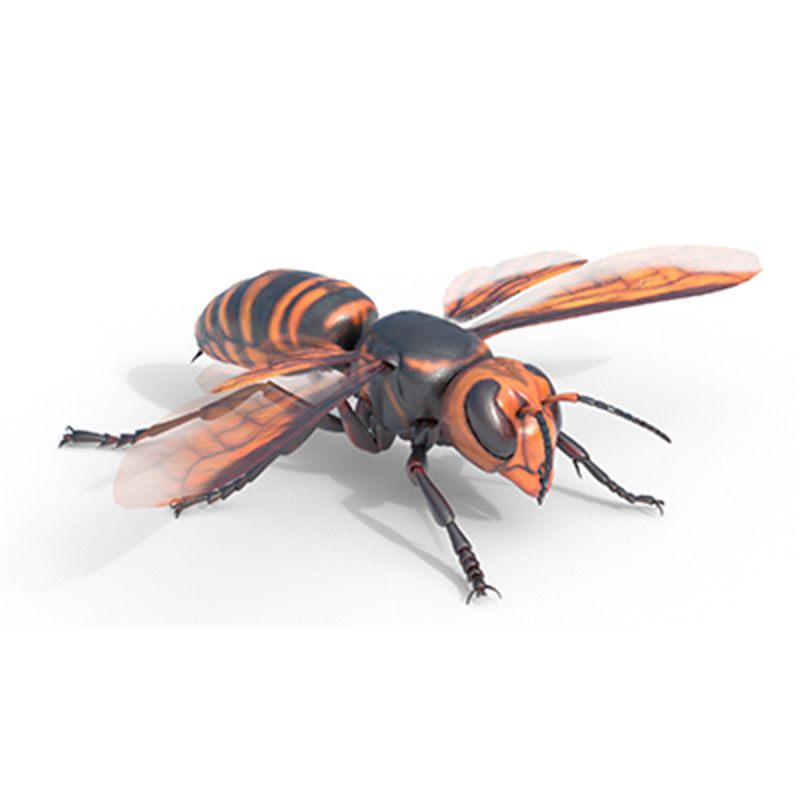 Asian giant hornet 3D मॉडल .c4d .max .obj .3ds .fbx .stl .blend 
