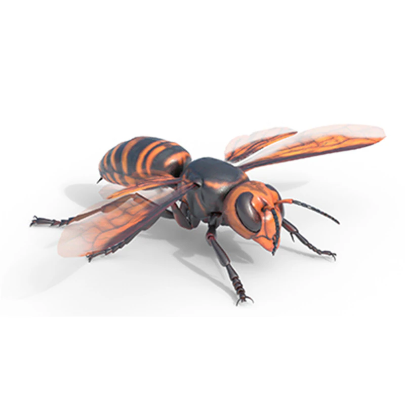 Asian giant hornet 3D Model .c4d .max .obj .3ds .fbx .stl .blend 