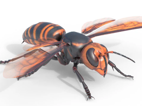 Asian giant hornet 3D Model