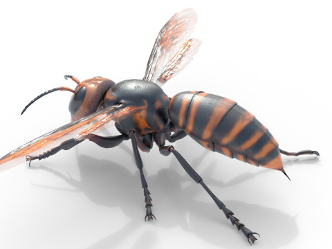Asian giant hornet 3D मॉडल