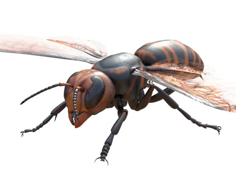 Asian giant hornet 3D Model