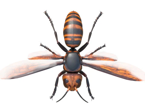 Asian giant hornet 3D Model